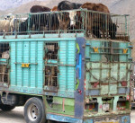 Veetransport